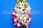 Dendrobium Bouquet: 10 stems