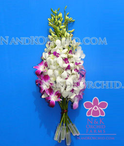 Dendrobium Bouquet: 10 stems