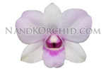 orchid