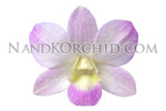 orchid