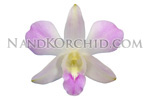 orchid