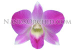 orchid