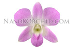 orchid