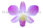 orchid