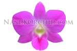 orchid