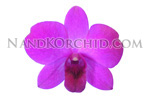 orchid