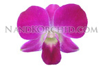 orchid