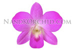 orchid