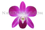 orchid