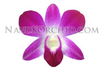 orchid