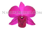 orchid