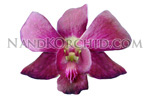 orchid