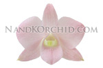 orchid