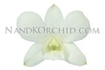 orchid