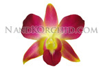 orchid