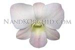 orchid