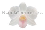 orchid