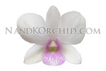 orchid