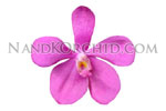 orchid