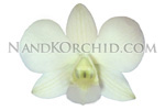 orchid