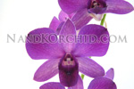 orchid