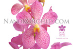 orchid