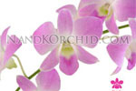 orchid