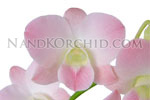 orchid