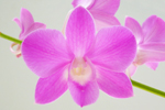 orchid